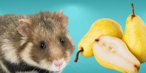 Can Hamsters Eat pears?