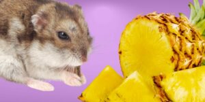 Can Hamsters Eat pineapple?