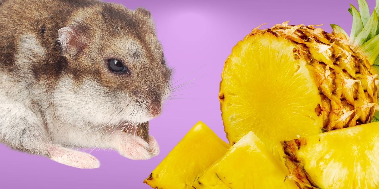 Can Hamsters Eat Pineapple? The Risks And Dangers