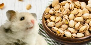 Can Hamsters Eat pistachios?