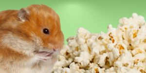 Can Hamsters Eat popcorn?