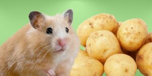 Can Hamsters Eat potatoes?