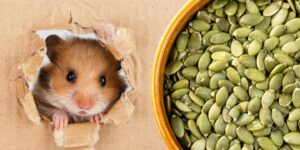 Can Hamsters Eat pumpkin seeds?