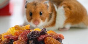 Can Hamsters Eat raisins?
