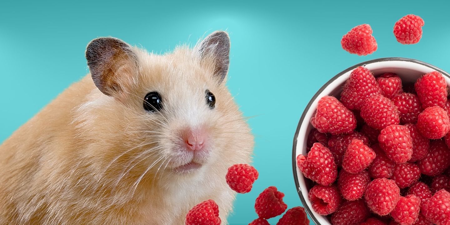 Can Hamsters Eat Raspberries? A Comprehensive Guide