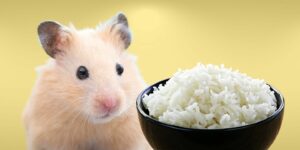 Can Hamsters Eat rice?