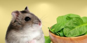 Can Hamsters Eat spinach?