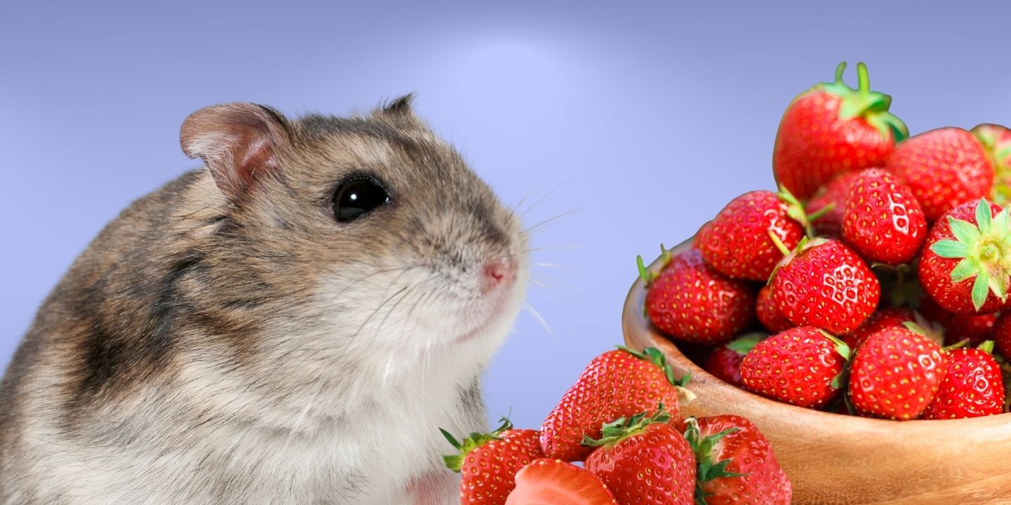 Can Hamsters Eat Strawberries? A Comprehensive Guide