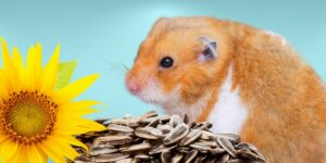Can Hamsters Eat sunflower seeds?