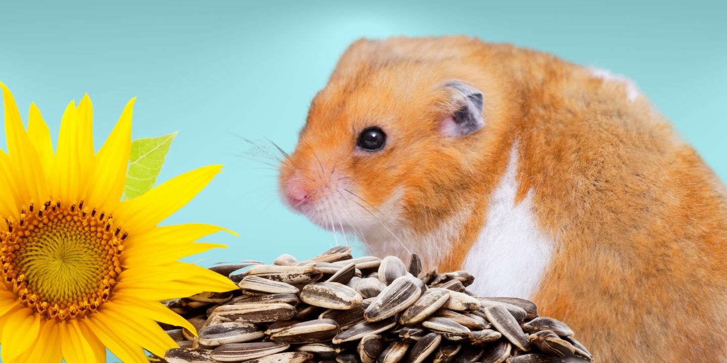 Can Hamsters Eat Sunflower Seeds? The Answer