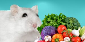 Can Hamsters Eat vegetables?