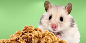Can Hamsters Eat walnuts?
