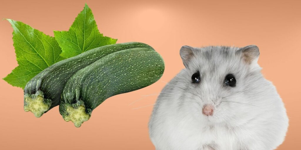 Can Hamsters Eat zucchini?