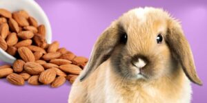 Can Rabbits Eat almonds?