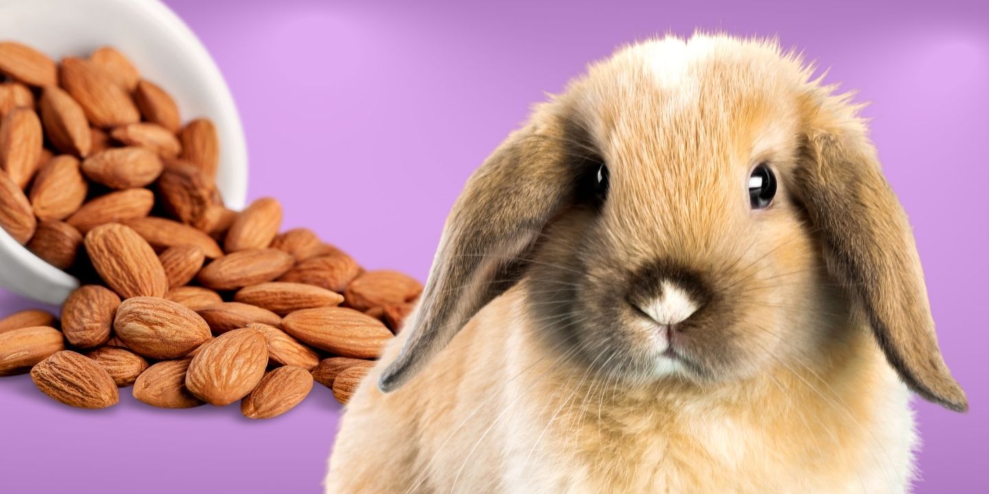 Can Rabbits Eat Almonds? A Comprehensive Guide
