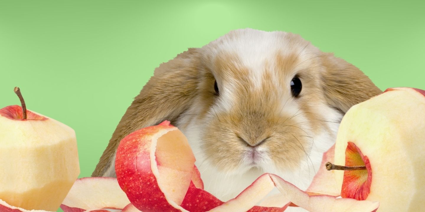 Can rabbits eat apple skin? A Comprehensive Guide