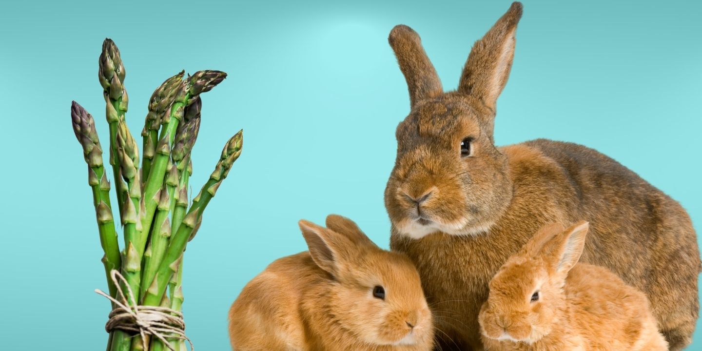 Extraordinary Can Bunnies Eat Asparagus Pictures