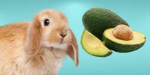 Can Rabbits Eat avocados?
