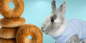 Can Rabbits Eat bagels?