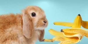 Can Rabbits Eat banana peels?