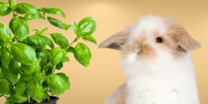 Can Rabbits Eat basil?