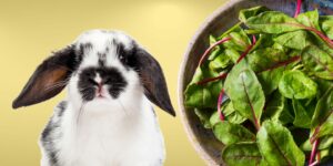 Can Rabbits Eat beet greens?