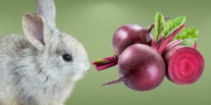 Can Rabbits Eat beets?