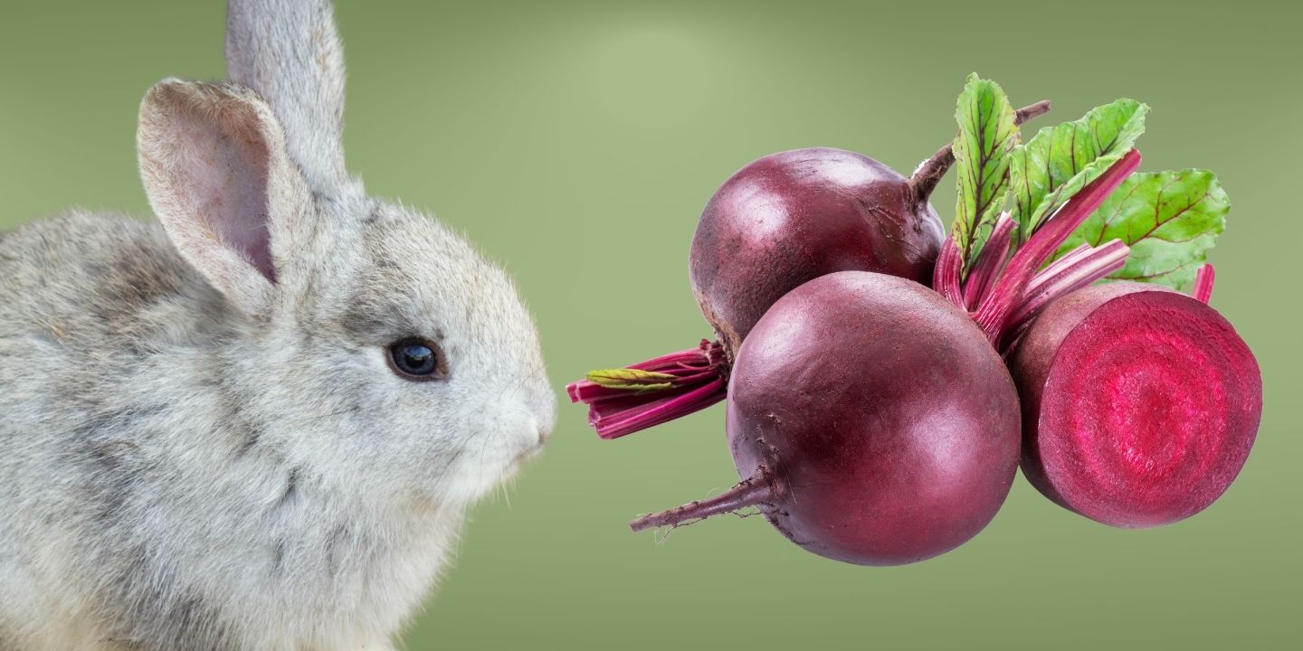 Can Rabbits Eat Beets? A Comprehensive Guide