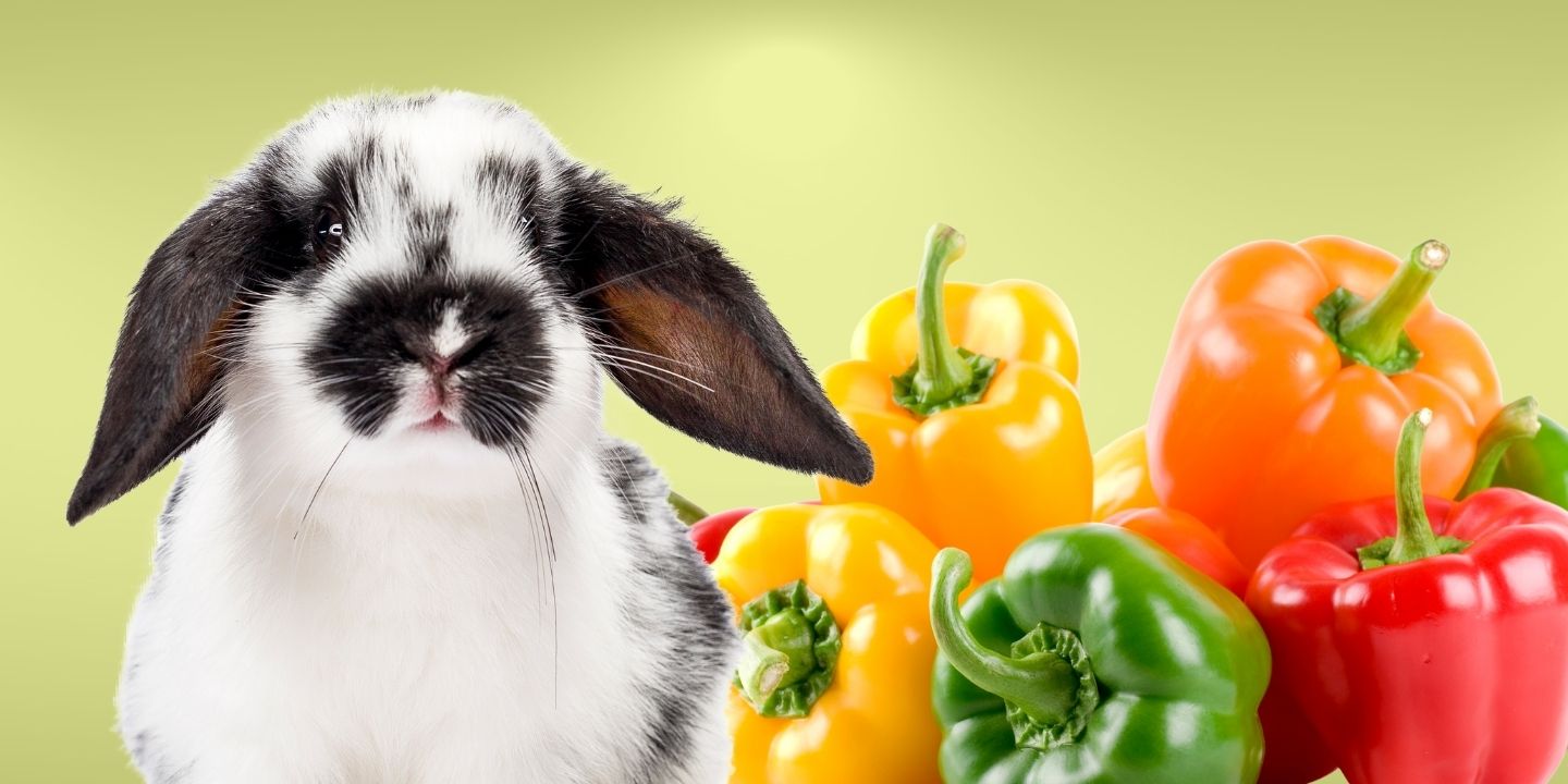 Can Rabbits Eat Bell Pepper? Find Out Here!