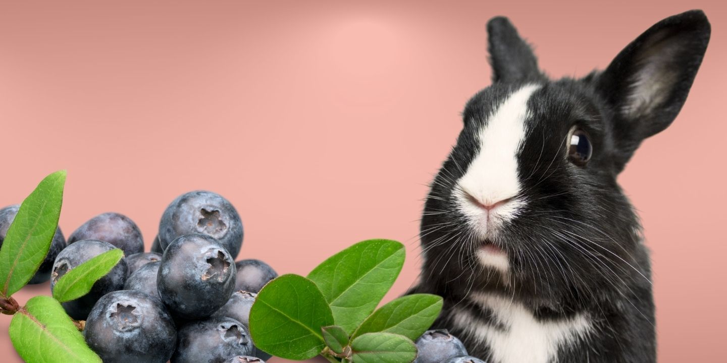 Can Rabbits Eat Blueberries? A Comprehensive Guide
