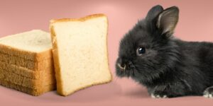 Can Rabbits Eat bread?