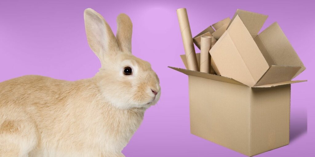 Can Rabbits Eat cardboard?