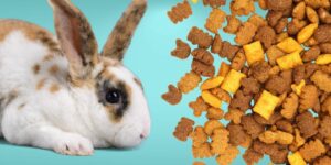 Can Rabbits Eat cat food?