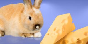 Can Rabbits Eat cheese?