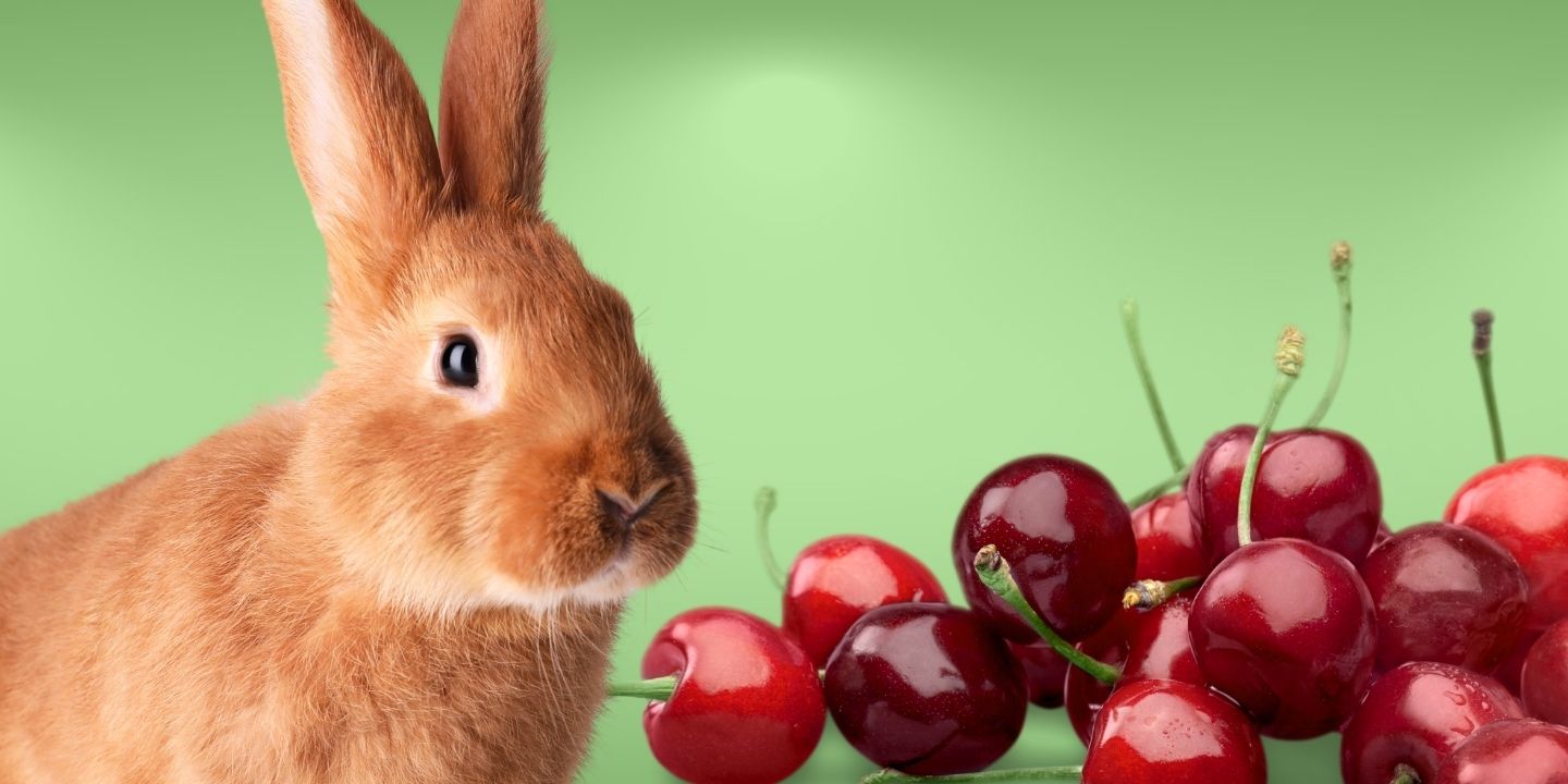 Can rabbits eat cherries? A Comprehensive Guide