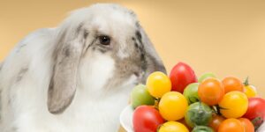Can Rabbits Eat cherry tomatoes?