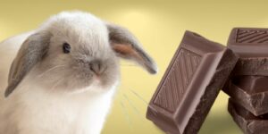 Can Rabbits Eat chocolate?