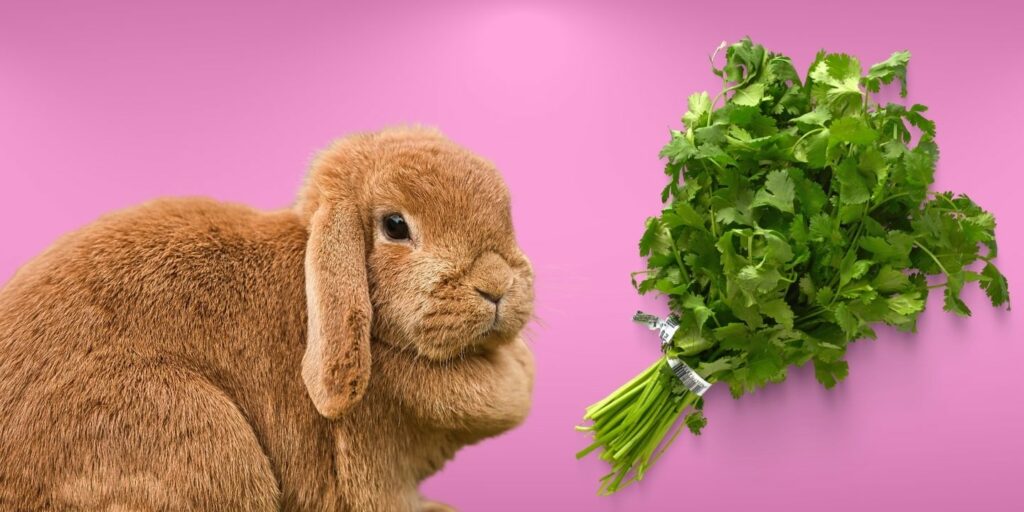 Can Rabbits Eat cilantro?