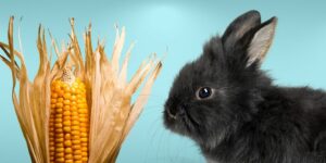 Can Rabbits Eat corn husks?