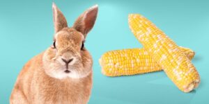 Can Rabbits Eat corn on the cob?