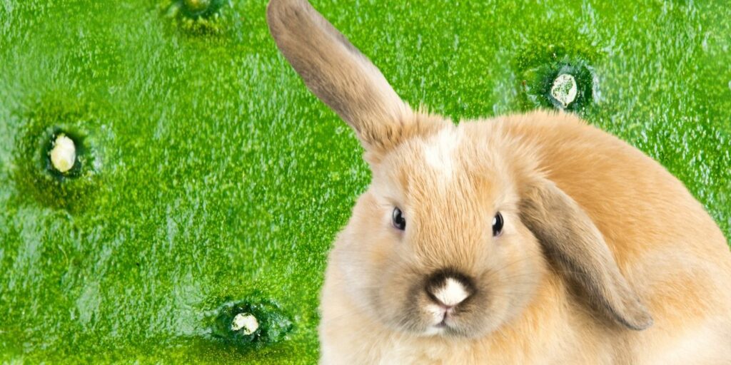 Can Rabbits Eat cucumber skin?