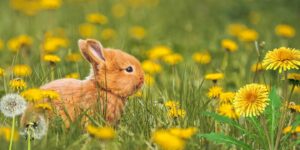 Can Rabbits Eat dandelions?