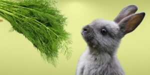 Can Rabbits Eat dill?