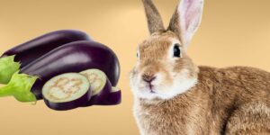 Can Rabbits Eat eggplant?