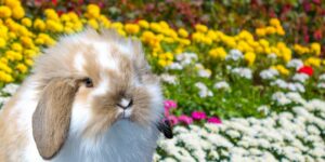 Can Rabbits Eat flowers?