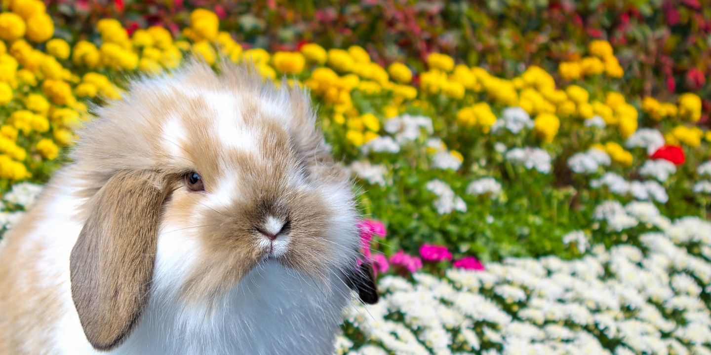 Can Rabbits Eat Flowers? A Comprehensive Guide