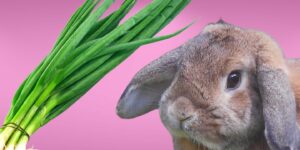 Can Rabbits Eat green onions?