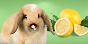 Can Rabbits Eat lemons?