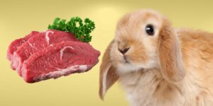 Can Rabbits Eat meat?
