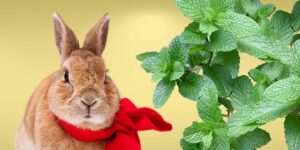 Can Rabbits Eat mint?